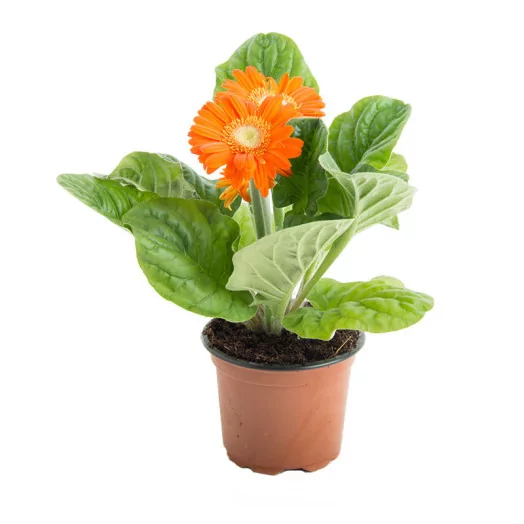 GERBERA jamesonii D09 X12 Colourgame MIX