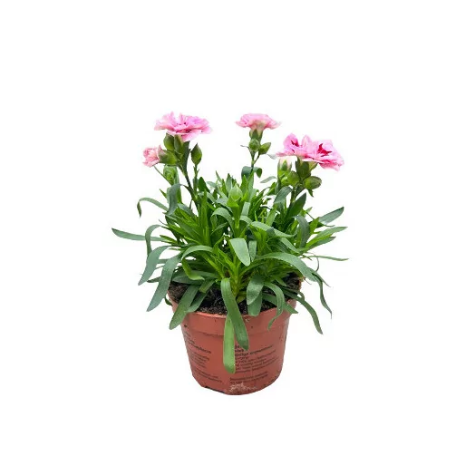 DIANTHUS caryophyllus D10 P x12 Oscar MIX