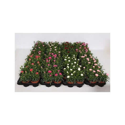 DIANTHUS caryophyllus D10 P x12 Oscar MIX