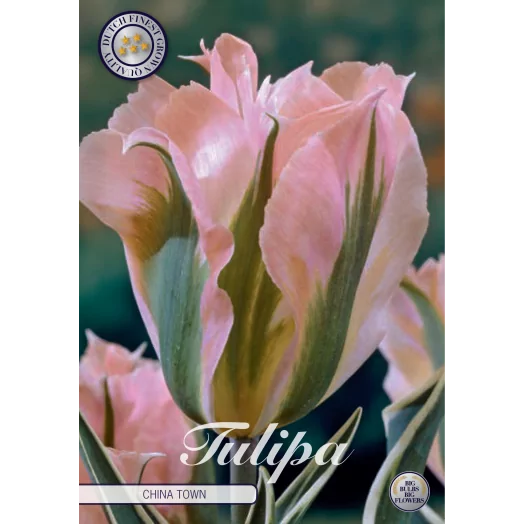 BULBE TULIPA viridiflora 12+SACHET DE 25 China Town