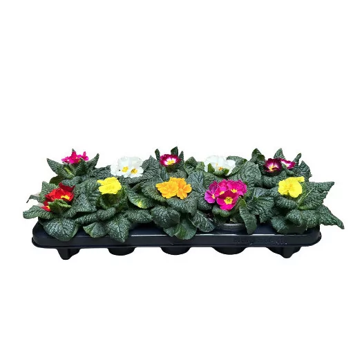 PRIMULA acaulis D10 X10 MIX