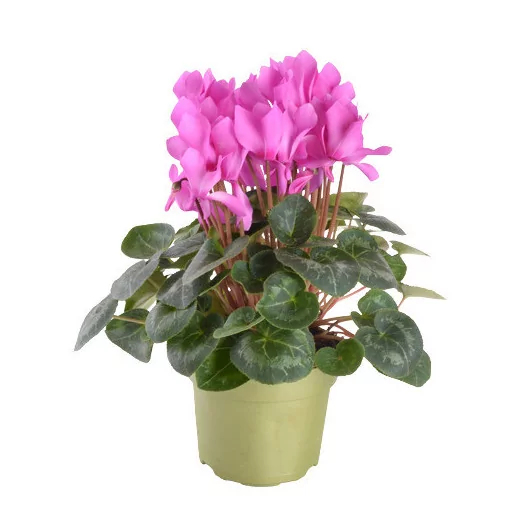 CYCLAMEN persicum D17 X3 Mammoth