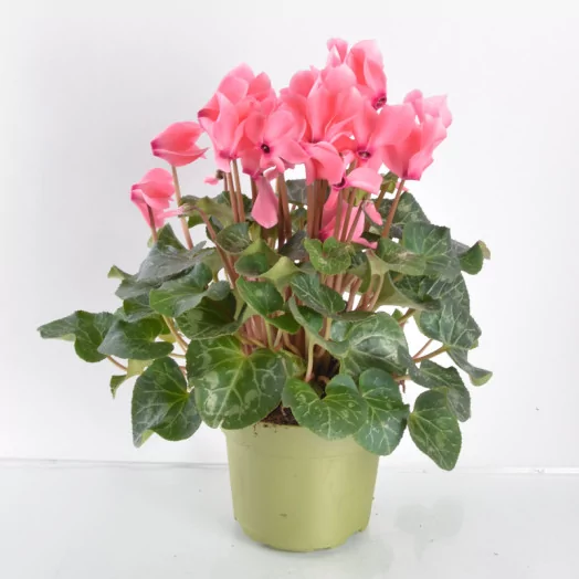 CYCLAMEN persicum D17 X3 Mammoth