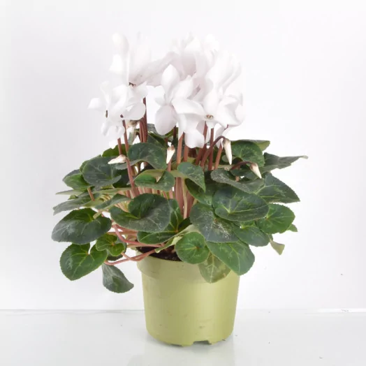CYCLAMEN persicum D17 X3 Mammoth