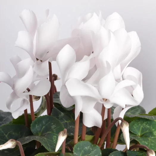CYCLAMEN persicum D17 X3 Mammoth