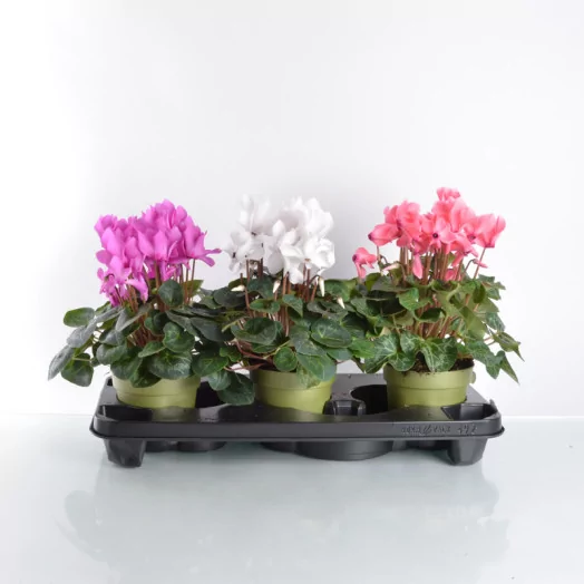 CYCLAMEN persicum D17 X3 Mammoth