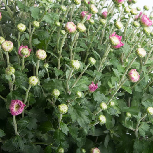 CHRYSANTHEMUM ind POMPON J40CM