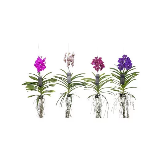 VANDA hybride P X3 MIX L