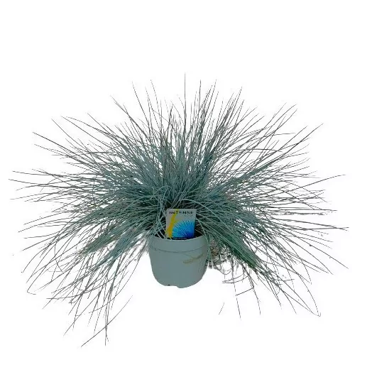 FESTUCA glauca D17 P x6 Intens Blue