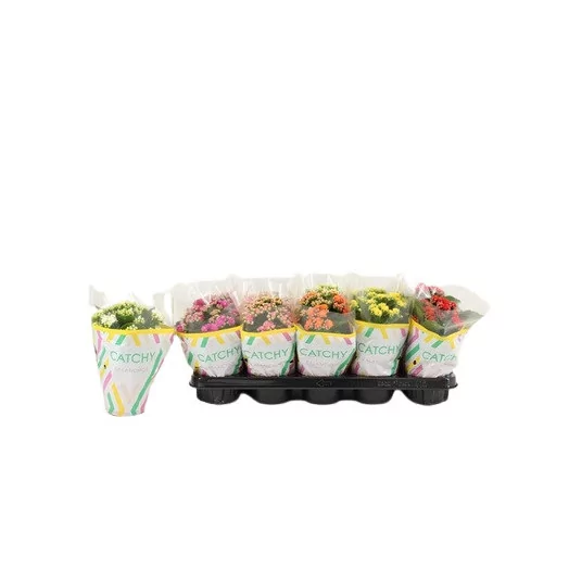 KALANCHOE blossfeldiana D10 P X10 Rosalina Catchy Season