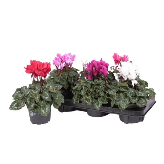 CYCLAMEN persicum D12 P x6 MIX Super Serie