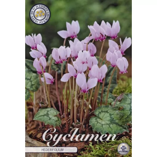 BULBE CYCLAMEN hederifolium 15-20 SACHET DE 10