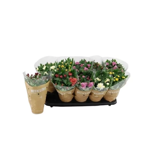 CHRYSANTHEMUM ind MULTI D12 P X10 MIX