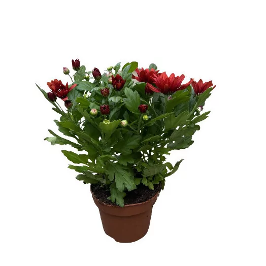 CHRYSANTHEMUM ind MULTI D12 P X10 MIX