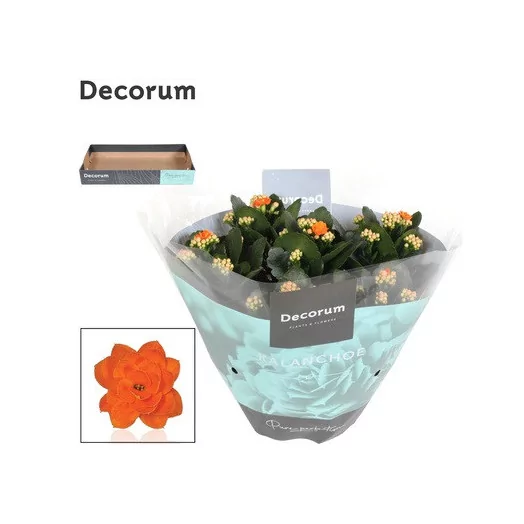 KALANCHOE blossfeldiana D23 P Double Orange