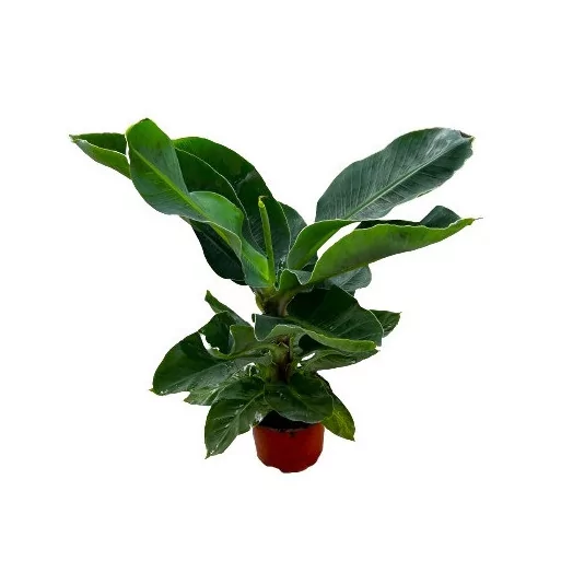 MUSA acuminata D21 90-110CM Dwarf cavendish