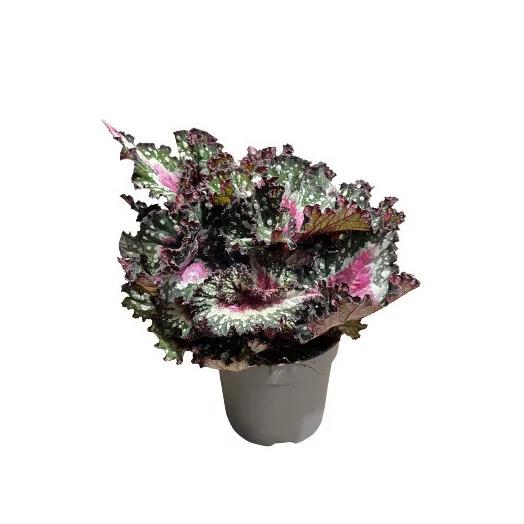 BEGONIA hybride D12 X10 Beleaf MIX