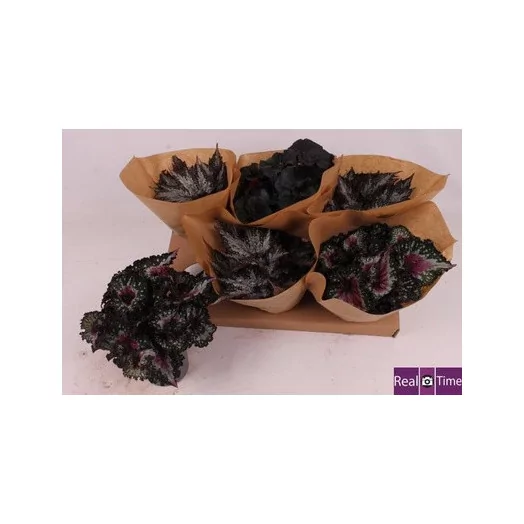 BEGONIA hybride D12 X10 Beleaf MIX