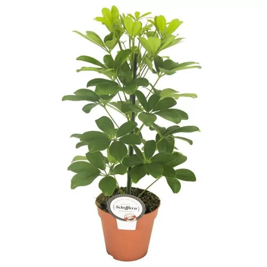 SCHEFFLERA arboricola D13 P x6 Nora