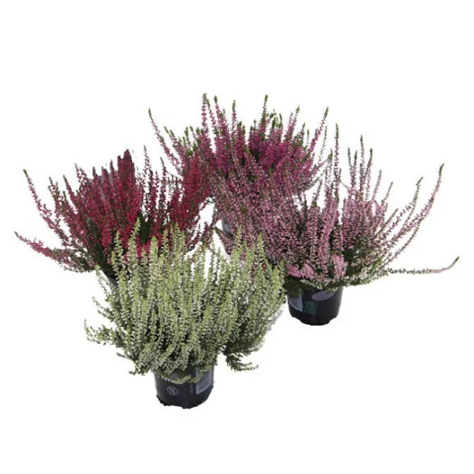 CALLUNA vulgaris D10X12 Garden Girls MIX