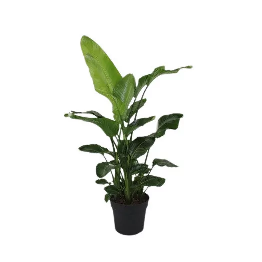 STRELITZIA nicolai D32 230CM