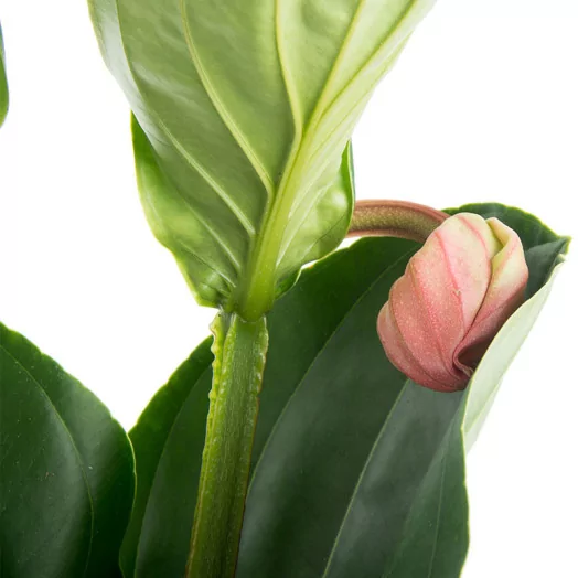 MEDINILLA magnifica D17 P x6 Flamenco