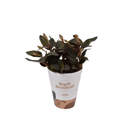 LUDISIA discolor D12 P x4