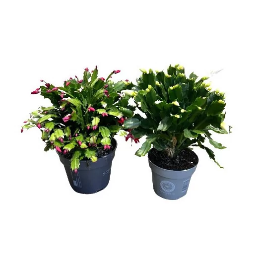 SCHLUMBERGERA hybride D17 X6