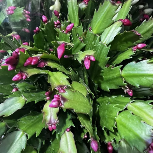 SCHLUMBERGERA hybride D17 X6