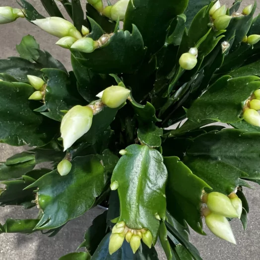 SCHLUMBERGERA hybride D17 X6