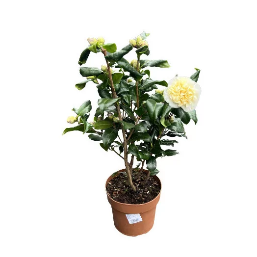CAMELLIA japonica D17 P Brushfield Yellow 20-25 55CM