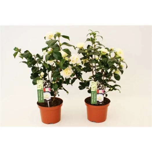 CAMELLIA japonica D17 P Brushfield Yellow 20-25 55CM