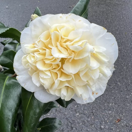 CAMELLIA japonica D17 P Brushfield Yellow 20-25 55CM