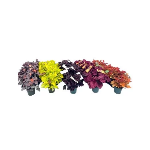 HEUCHERA hybride D12 P X10 Indian Summer
