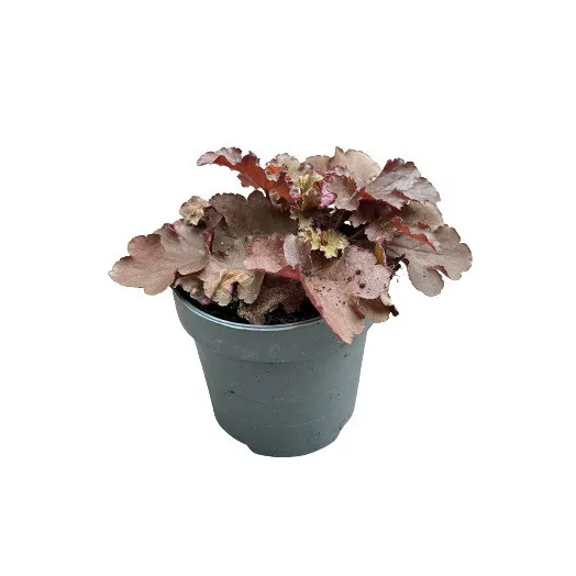 HEUCHERA hybride D12 P X10 Indian Summer