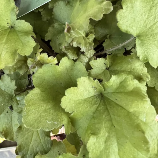 HEUCHERA hybride D12 P X10 Indian Summer