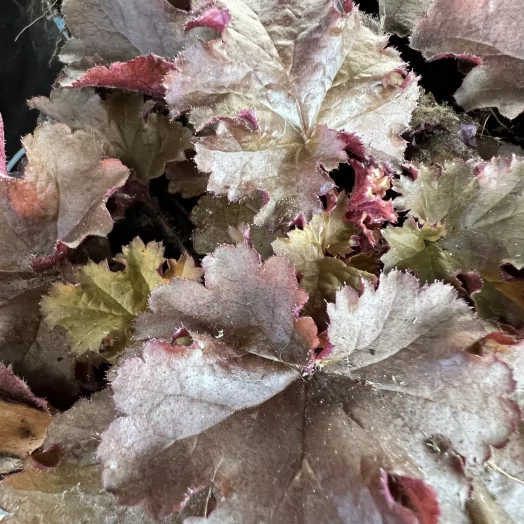 HEUCHERA hybride D12 P X10 Indian Summer