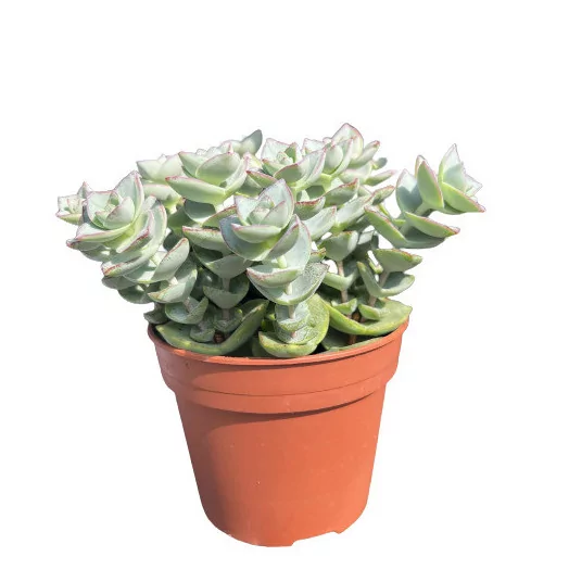 CRASSULA perforata D13 X5