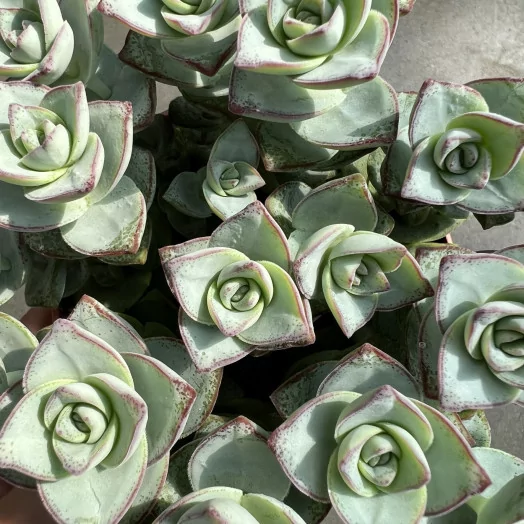 CRASSULA perforata D13 X5