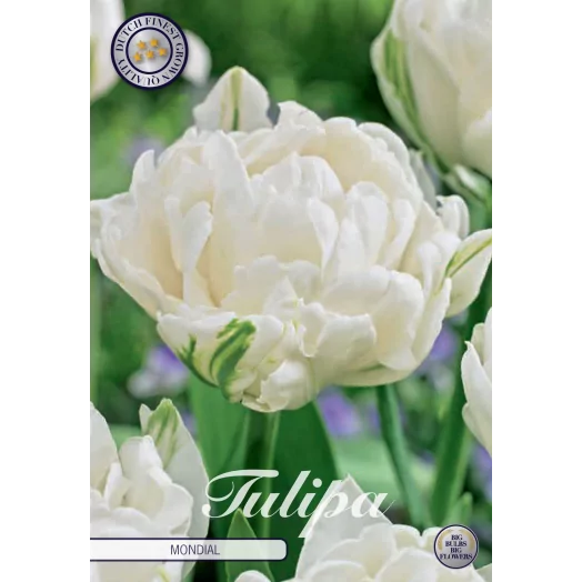 BULBE TULIPA x 12+ SACHET DE 25 Early Mondial