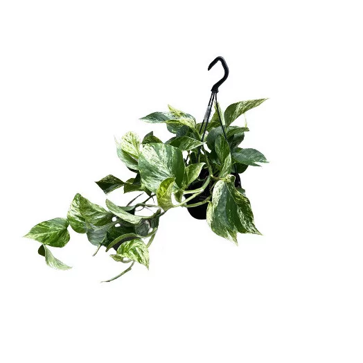 SCINDAPSUS pinnatum D15 P Marble Queen SUSPENSION