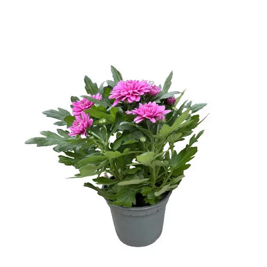 CHRYSANTHEMUM ind D12X10 Fleur Double MIX