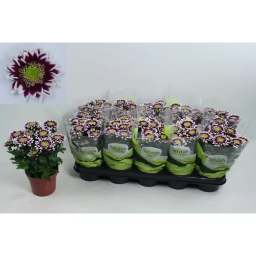 CHRYSANTHEMUM ind D12X10 Fleur Double MIX
