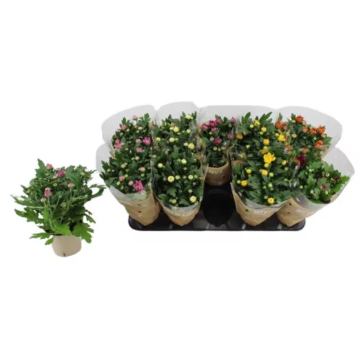 CHRYSANTHEMUM ind D12X10 Fleur Double MIX