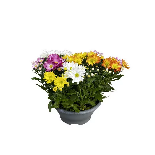 CHRYSANTHEMUM ind multi D23 MIX