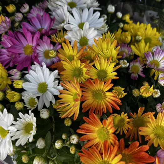 CHRYSANTHEMUM ind multi D23 MIX