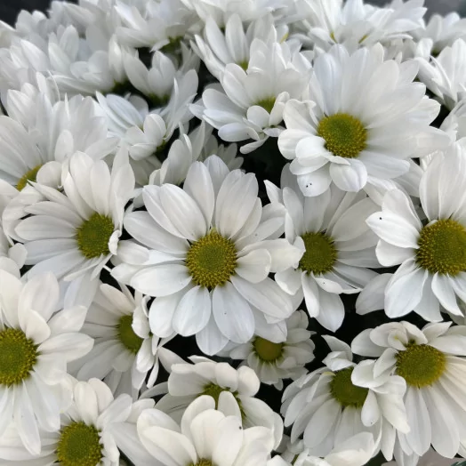 CHRYSANTHEMUM ind multi D23 MIX