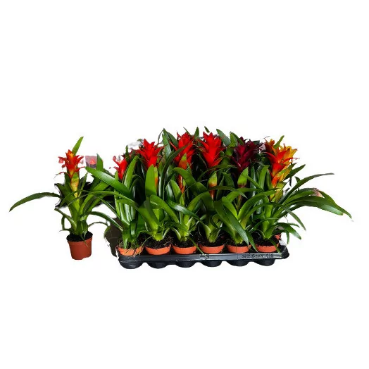 GUZMANIA hybride D09 X18 MIX