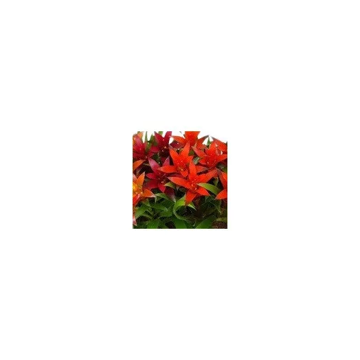 GUZMANIA hybride D09 X18 MIX