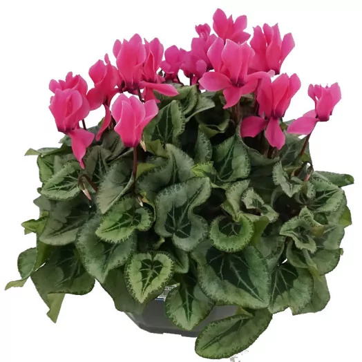 CYCLAMEN persicum D27 COUPE 3PPP